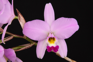 L. anceps SanBar Pink Perfection